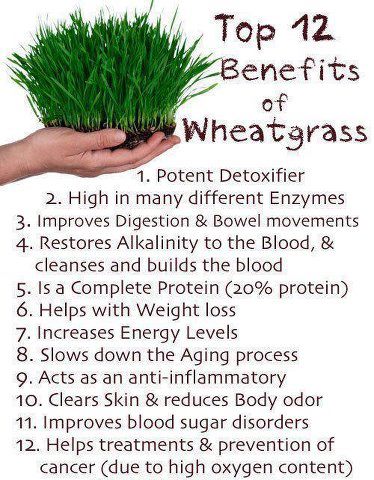 Top 12 Benefits of Wheat Grass