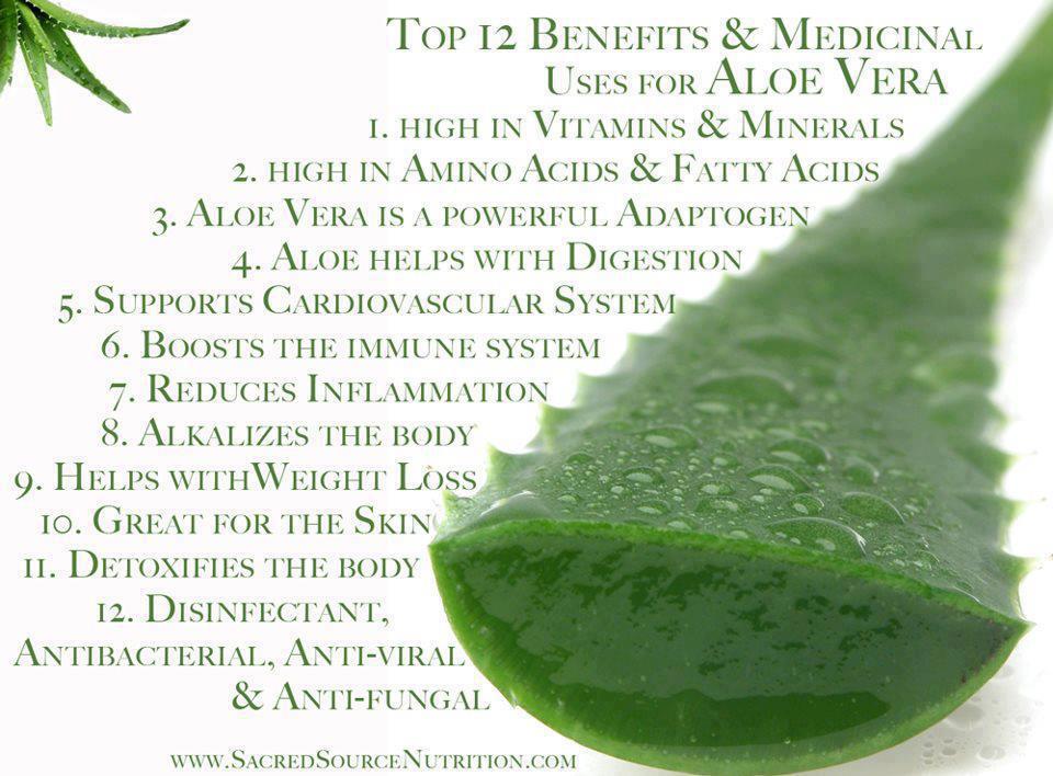 12 Benefits & Medical Uses For Aloe Vera as Healing Agent