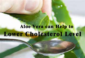 Aloe Vera can Help to Lower Cholesterol Level