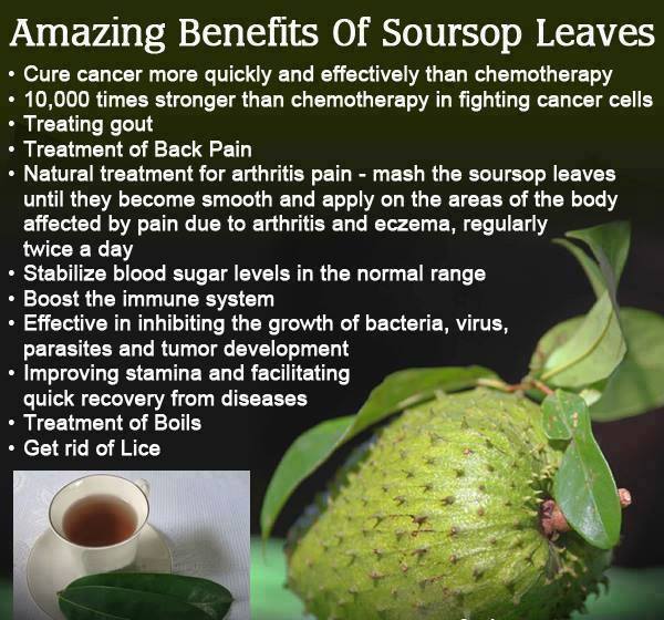 Amazing Benefits of Soursop Leaves